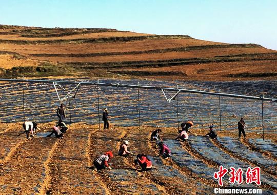 石门乡新民村两天窝马铃薯种薯扩繁基地上，村民们热火朝天的劳动。　杨云 摄