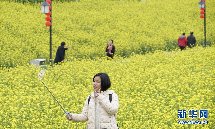 　　2月2日，游人在福州花海公园油菜花旁拍照。 　　近日，福建省福州市天气宜人，花海公园近百亩油菜花提前盛开，吸引不少游人前来赏花。 　　新华社记者 宋为伟 摄