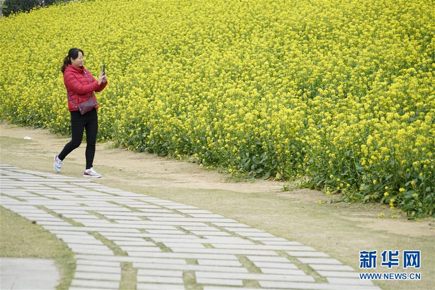 　　2月2日，游人在福州花海公园油菜花旁拍照。 　　近日，福建省福州市天气宜人，花海公园近百亩油菜花提前盛开，吸引不少游人前来赏花。 　　新华社记者 宋为伟 摄