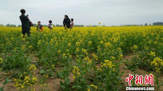 河北衡水邓家庄万亩油菜花竞放引众多游客观赏